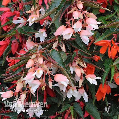 Begonia 'Starshine' - Image 2