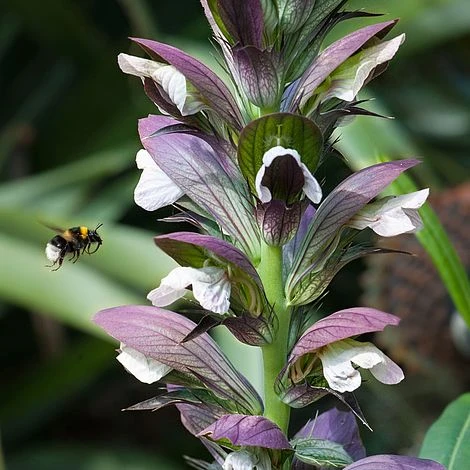 Acanthus Spinosus - Image 2