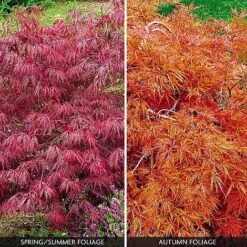 Acer Palmatum Var. Dissectum 'Rubrum'