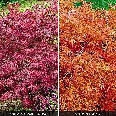 Acer Palmatum Var. Dissectum 'Rubrum'