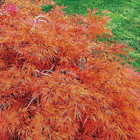 Acer Palmatum Var. Dissectum 'Rubrum' - Image 2