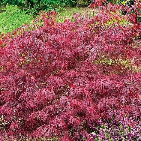 Acer Palmatum Var. Dissectum 'Rubrum' - Image 3