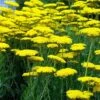Achillea Filipendulina 'Coronation Gold'