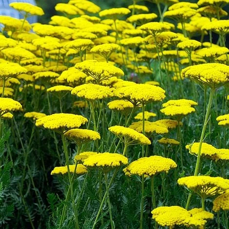 Achillea Filipendulina 'Coronation Gold'