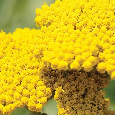 Achillea Filipendulina 'Coronation Gold' - Image 2