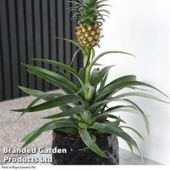 Pineapple Plant