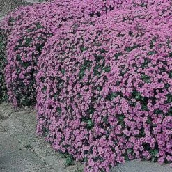 Aubrieta Cultorum 'Cascade Purple'