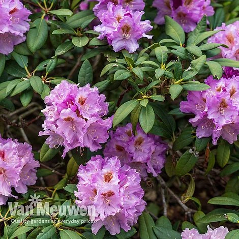Azalea 'Dwarf Lilac' - Image 2