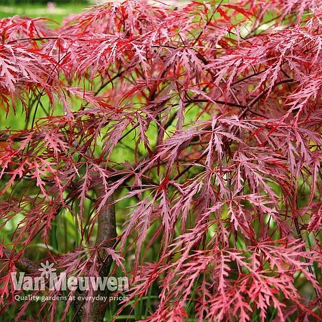 Acer Palmatum Var. Dissectum 'Rubrum' - Image 4