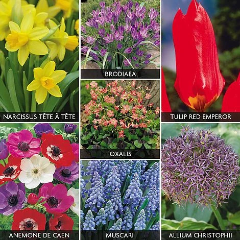 Mixed Bulb Collection