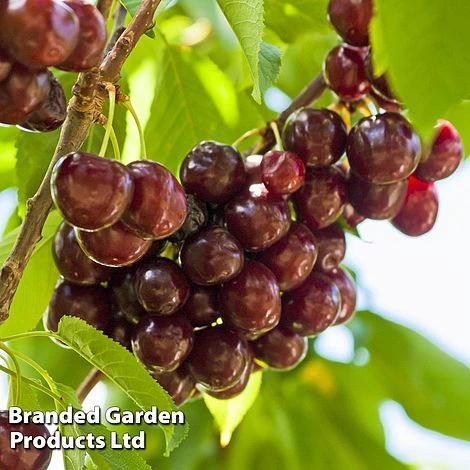 Cherry 'Sunburst' - Image 2