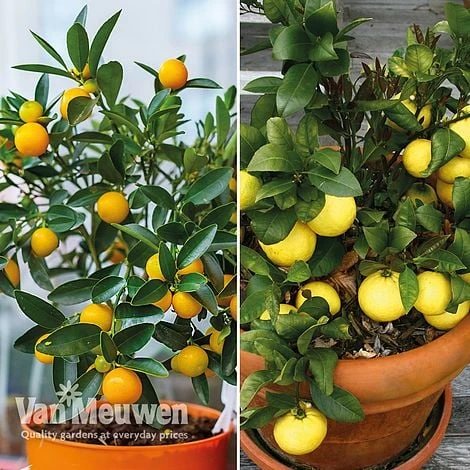 Citrus Tree Collection - Image 2