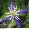 Clematis X Aromatica