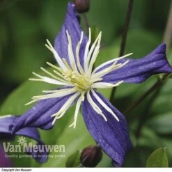 Clematis X Aromatica