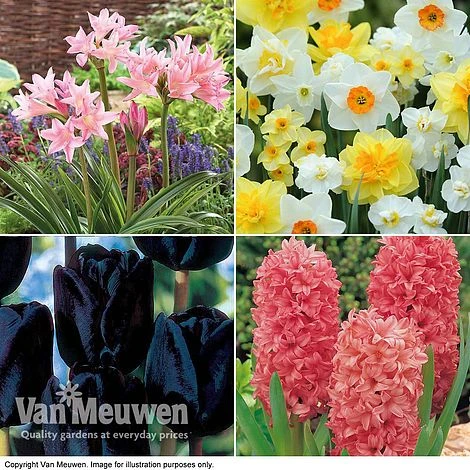 Easter Flower Bulbs - Image 2
