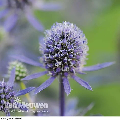 Eryngium Planum 'Blue Hobbit' - Image 2