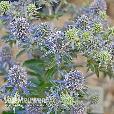 Eryngium Planum 'Blue Hobbit' - Image 3