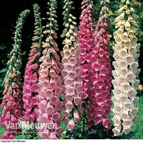 Foxglove 'Excelsior Hybrid Mixed' - Image 2