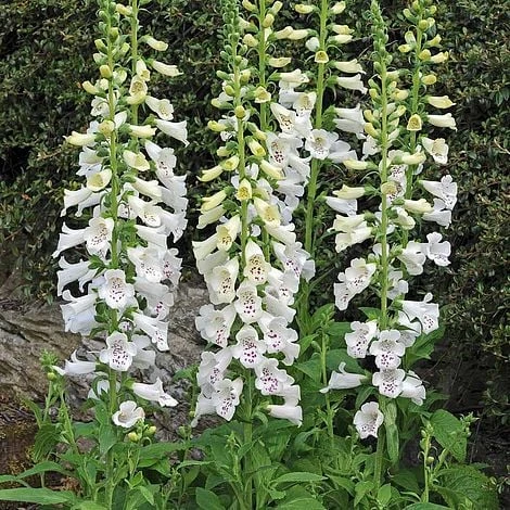 Foxglove 'Dalmation White' - Image 2
