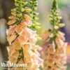 Foxglove 'Apricot'