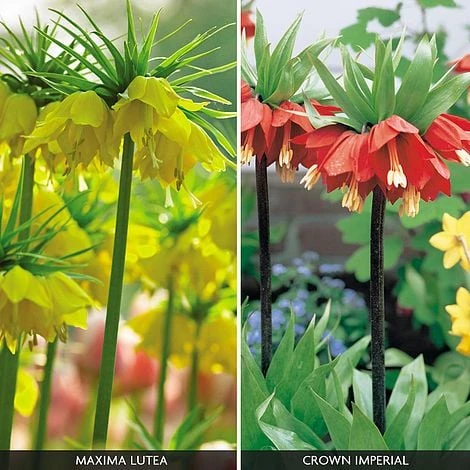 Fritillaria Imperialis 'Collection' - Image 2