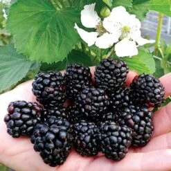 Blackberry 'Reuben'