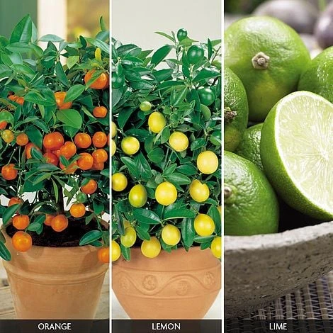 Citrus Tree Collection - Image 3