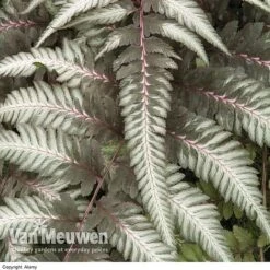Fantastic Fern 'Pewter Lace'