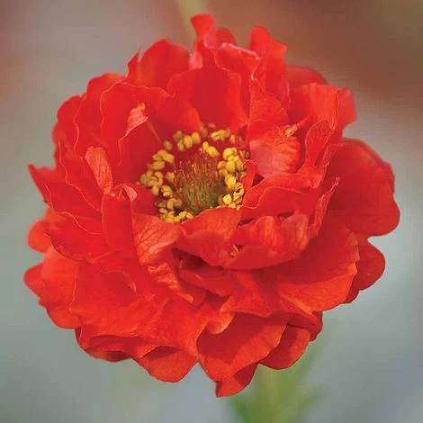Geum 'Blazing Sunset' - Image 2