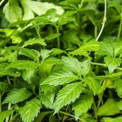 Gynostemma Pentaphyllum