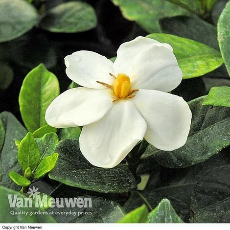 Gardenia Jasminoides 'Kleim's Hardy' - Image 2