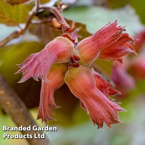 Hazelnut 'Red Cracker' - Image 2