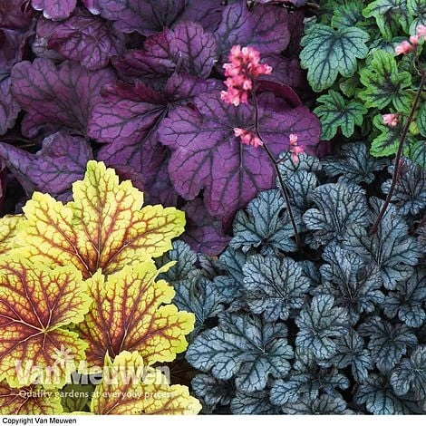 Heuchera 'Mosaic' - Image 3