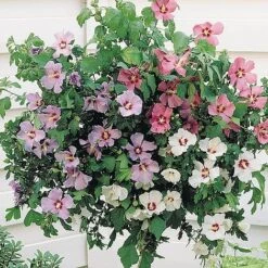 Hibiscus 'Tricolour' (Standard)