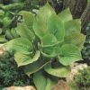 Hosta 'Sum And Substance'