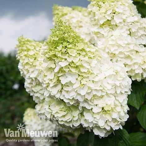 Hydrangea Paniculata 'Magical Moonlight' - Image 3