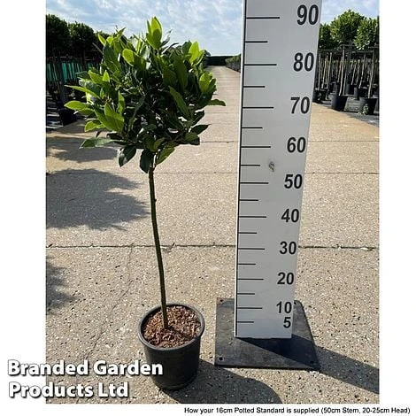 Bay Tree Standard - Image 4