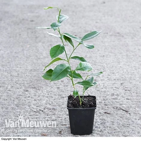 Fruit Meyer Lemon - Image 5