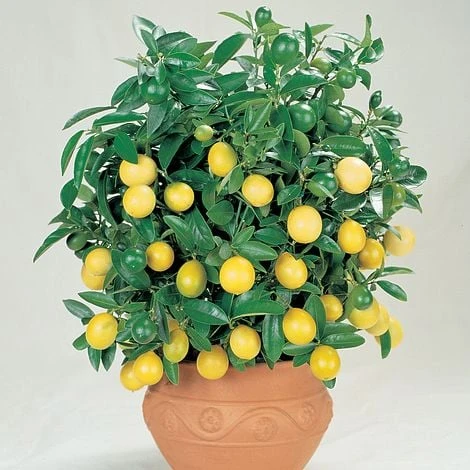Citrus Tree Collection - Image 6
