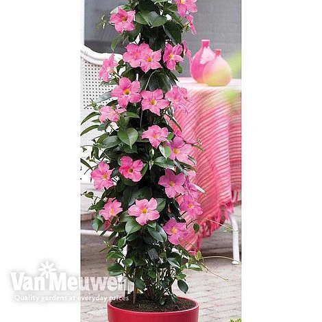 Mandevilla 'Bloom BellsĀ® Pink' - Image 2