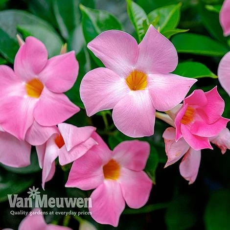 Mandevilla 'Bloom BellsĀ® Pink'