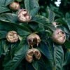 Medlar 'Nottingham'