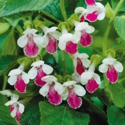 Melittis 'Royal Velvet Distinction'