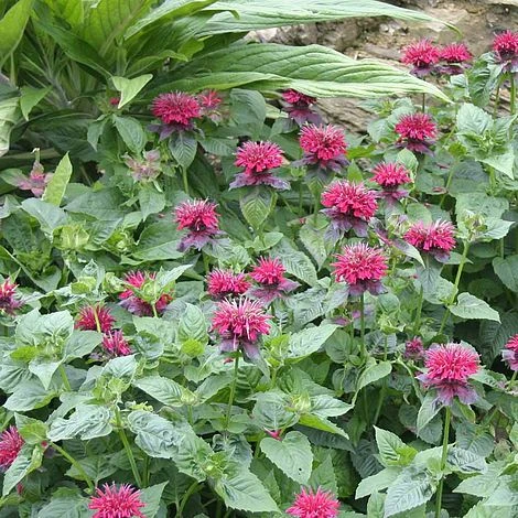 Monarda 'Fireball' - Image 2