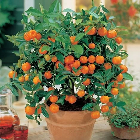 Citrus Tree Collection - Image 5