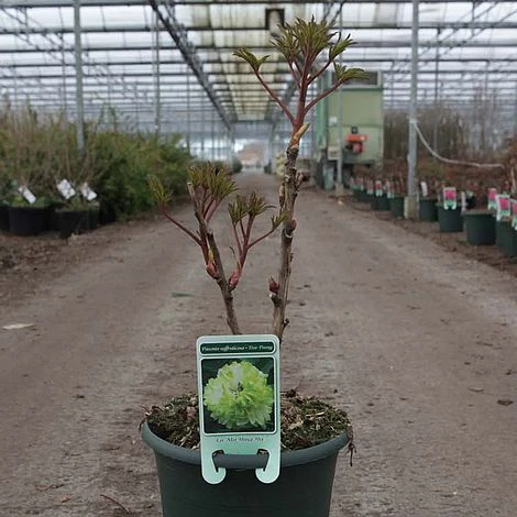 Tree Peony 'Lu Mu Ying Yu' - Image 2