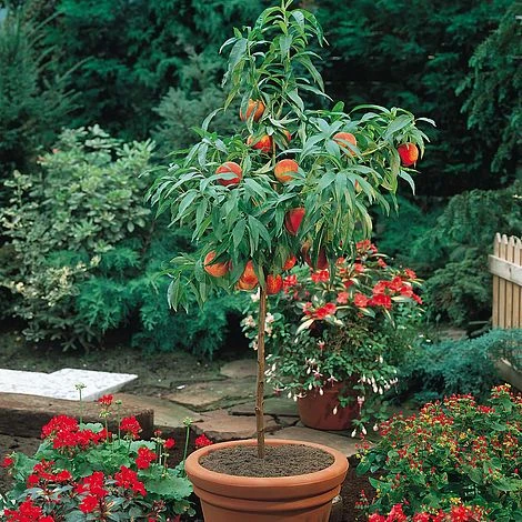 Peach (Mini Patio Tree)