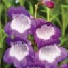 Penstemon 'Pensham Czar'