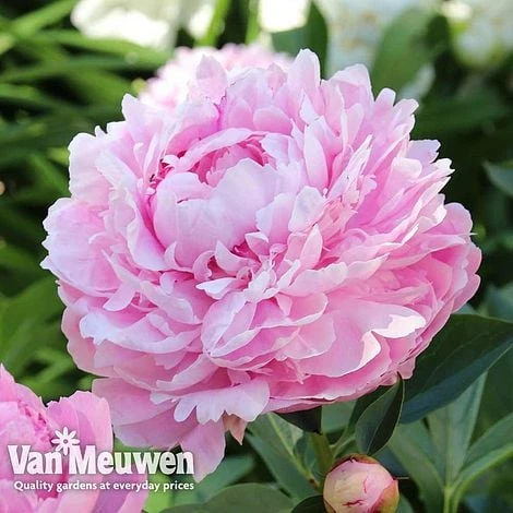 Peony Collection - Image 2