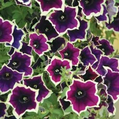 Petunia 'Cascadia Rim Magenta'